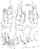 Espèce Erebonectes nesioticus - Planche 2 de figures morphologiques