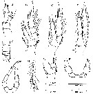 Species Paracyclopia naessi - Plate 2 of morphological figures