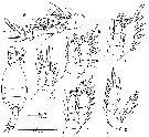 Espce Antrisocopia prehensilis - Planche 2 de figures morphologiques