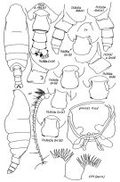 Espèce Pseudochirella spectabilis - Planche 5 de figures morphologiques