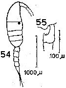 Espèce Pleuromamma gracilis - Planche 12 de figures morphologiques