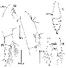 Espèce Eucalanus inermis - Planche 5 de figures morphologiques