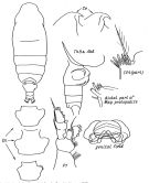 Espèce Pseudochirella tanakai - Planche 2 de figures morphologiques