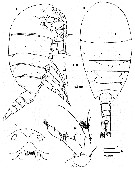 Species Methanocalanus gabonicus - Plate 1 of morphological figures