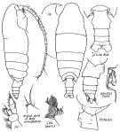 Species Pseudochirella palliata - Plate 1 of morphological figures