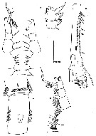 Espèce Neomormonilla minor - Planche 3 de figures morphologiques