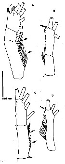 Espèce Neomormonilla minor - Planche 4 de figures morphologiques