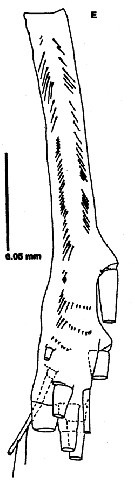Espce Neomormonilla polaris - Planche 1 de figures morphologiques