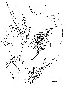 Espce Neomormonilla polaris - Planche 2 de figures morphologiques