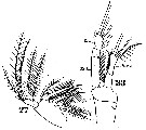 Espèce Neomormonilla minor - Planche 5 de figures morphologiques