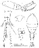 Species Speleoithona bermudensis - Plate 1 of morphological figures