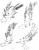 Espce Speleoithona bermudensis - Planche 3 de figures morphologiques