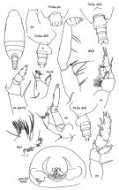 Species Undeuchaeta incisa - Plate 5 of morphological figures