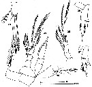 Espce Speleoithona salvadorensis - Planche 1 de figures morphologiques