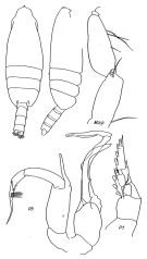 Species Undeuchaeta incisa - Plate 6 of morphological figures