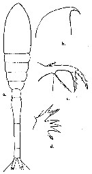 Species Oithona tenuis - Plate 5 of morphological figures