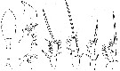 Espèce Oithona pseudofrigida - Planche 4 de figures morphologiques