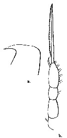 Espèce Oithona fallax - Planche 8 de figures morphologiques