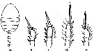 Espèce Dioithona minuta - Planche 2 de figures morphologiques