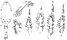 Espèce Dioithona oculata - Planche 9 de figures morphologiques