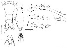 Species Acartia (Odontacartia) bowmani - Plate 1 of morphological figures
