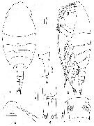 Espèce Pilarella longicornis - Planche 2 de figures morphologiques