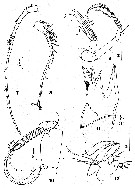 Espèce Pilarella longicornis - Planche 3 de figures morphologiques