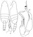 Species Undeuchaeta plumosa - Plate 3 of morphological figures