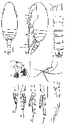 Espèce Bestiolina arabica - Planche 5 de figures morphologiques