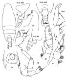 Espèce Undeuchaeta intermedia - Planche 1 de figures morphologiques