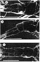 Species Acartia (Acartiura) fancetti - Plate 2 of morphological figures