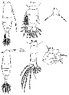 Species Pteriacartia josephinae - Plate 1 of morphological figures