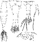 Espèce Acartia (Acartia) danae - Planche 8 de figures morphologiques