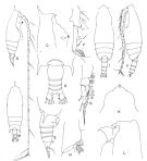 Espèce Gaetanus secundus - Planche 1 de figures morphologiques