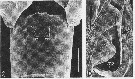 Espèce Acartia (Acanthacartia) chilkaensis - Planche 4 de figures morphologiques