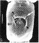 Espèce Acartiella sinensis - Planche 5 de figures morphologiques