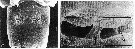Species Acartia (Acartia) negligens - Plate 14 of morphological figures