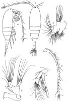 Espèce Senecella calanoides - Planche 1 de figures morphologiques