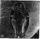Espèce Acartia (Acartiura) longiremis - Planche 7 de figures morphologiques