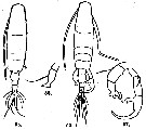 Espèce Acartia (Hypoacartia) macropus - Planche 1 de figures morphologiques