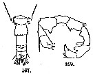 Espèce Acartia (Acartia) danae - Planche 11 de figures morphologiques