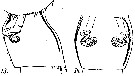 Espèce Acartia (Acanthacartia) plumosa - Planche 7 de figures morphologiques