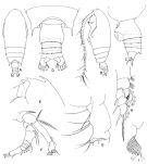 Espèce Gaetanus brachyurus - Planche 4 de figures morphologiques