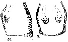 Espèce Acartia (Odontacartia) pacifica - Planche 6 de figures morphologiques