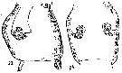 Espèce Acartia (Odontacartia) erythraea - Planche 8 de figures morphologiques