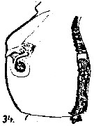 Espèce Acartia (Acartia) negligens - Planche 15 de figures morphologiques