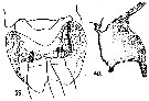 Espèce Paracartia latisetosa - Planche 8 de figures morphologiques