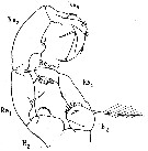 Espèce Acartia (Acartiura) discaudata - Planche 11 de figures morphologiques
