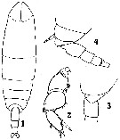 Espèce Cephalophanes refulgens - Planche 3 de figures morphologiques