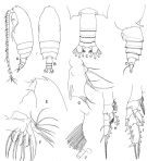Espèce Gaetanus brevicornis - Planche 3 de figures morphologiques